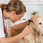 What Does An Ear Infection Look Like In A Dog?