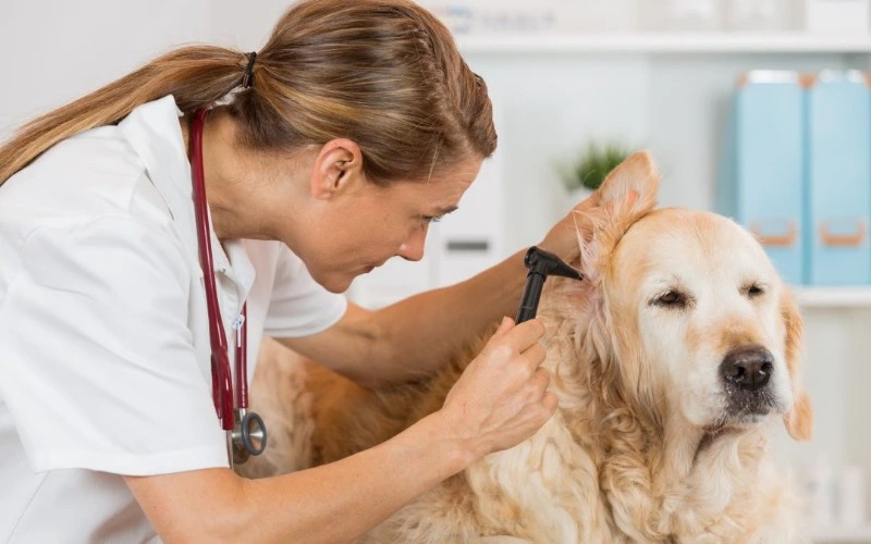 5 Signs Your Puppy Needs A Visit To The Vet