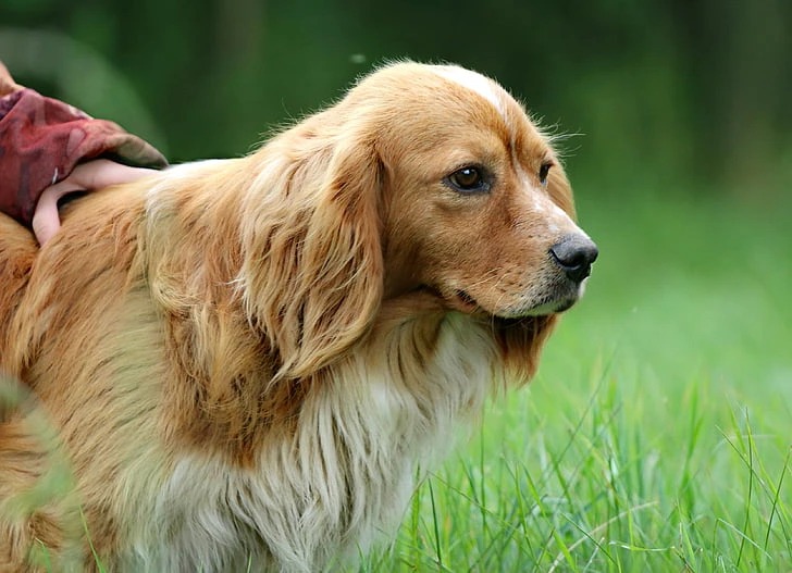 What Does An Ear Infection Look Like In A Dog?